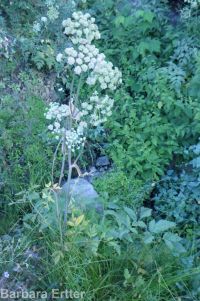 white, Lyall's,or sharp-toothed angelica (<em>Angelica arguta</em>)