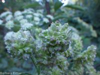white, Lyall's,or sharp-toothed angelica (<em>Angelica arguta</em>)