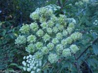 white, Lyall's,or sharp-toothed angelica (<em>Angelica arguta</em>)