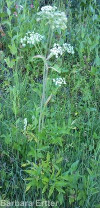 white, Lyall's,or sharp-toothed angelica (<em>Angelica arguta</em>)