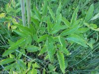 white, Lyall's,or sharp-toothed angelica (<em>Angelica arguta</em>)