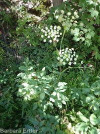 white, Lyall's,or sharp-toothed angelica (<em>Angelica arguta</em>)