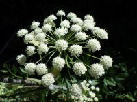 white, Lyall's,or sharp-toothed angelica (<em>Angelica arguta</em>)