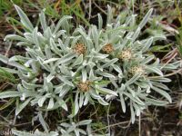 dwarf, cushion, or low pussytoes  (<em>Antennaria dimorpha</em>)