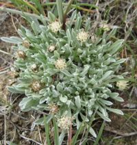 dwarf, cushion, or low pussytoes (<em>Antennaria dimorpha</em>)