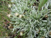 dwarf, cushion, or low pussytoes  (<em>Antennaria dimorpha</em>)