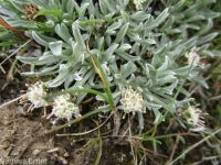 dwarf, cushion, or low pussytoes  (<em>Antennaria dimorpha</em>)