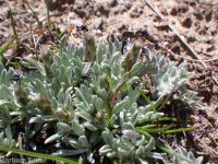 dwarf, cushion, or low pussytoes  (<em>Antennaria dimorpha</em>)