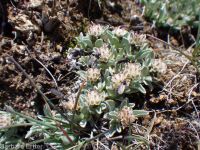dwarf, cushion, or low pussytoes  (<em>Antennaria dimorpha</em>)