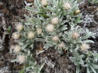 dwarf, cushion, or low pussytoes  (<em>Antennaria dimorpha</em>)