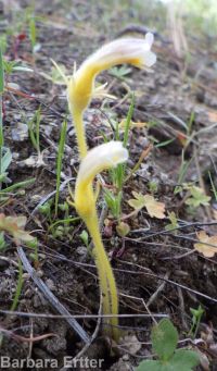 naked broomrape (<em>Aphyllon purpureum</em>)
