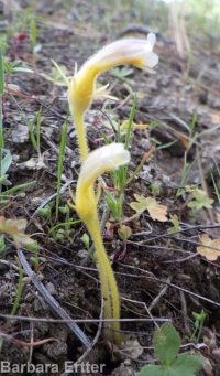 naked broomrape (<em>Aphyllon purpureum</em>)