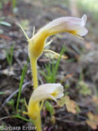naked broomrape (<em>Aphyllon purpureum</em>)