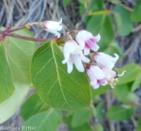 spreading dogbane (<em>Apocynum androsaemifolium</em>)