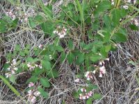 spreading dogbane (<em>Apocynum androsaemifolium</em>)