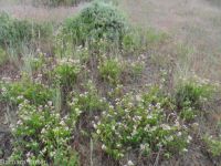 spreading dogbane (<em>Apocynum androsaemifolium</em>)