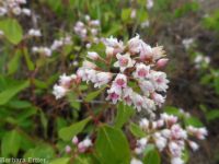 spreading dogbane (<em>Apocynum androsaemifolium</em>)