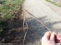 hemp dogbane (<em>Apocynum cannabinum</em>)