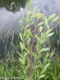 hemp dogbane (<em>Apocynum cannabinum</em>)