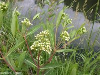 hemp dogbane (<em>Apocynum cannabinum</em>)