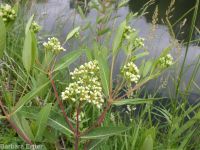 hemp dogbane (<em>Apocynum cannabinum</em>)