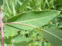 hemp dogbane (<em>Apocynum cannabinum</em>)