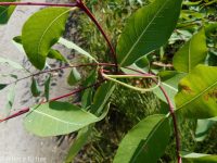 hemp dogbane (<em>Apocynum cannabinum</em>)