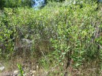 hemp dogbane (<em>Apocynum cannabinum</em>)