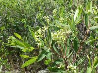 hemp dogbane (<em>Apocynum cannabinum</em>)