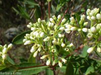 hemp dogbane (<em>Apocynum cannabinum</em>)