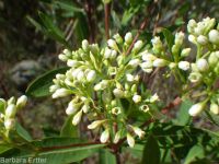 hemp dogbane (<em>Apocynum cannabinum</em>)