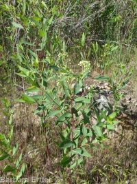 hemp dogbane (<em>Apocynum cannabinum</em>)