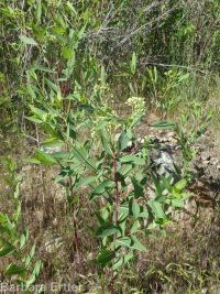 hemp dogbane (<em>Apocynum cannabinum</em>)