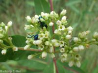 hemp dogbane (<em>Apocynum cannabinum</em>)
