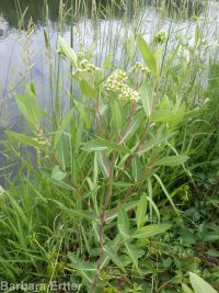 hemp dogbane (<em>Apocynum cannabinum</em>)