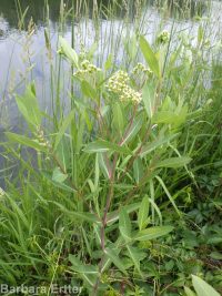 hemp dogbane (<em>Apocynum cannabinum</em>)