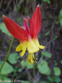 western or red columbine (<em>Aquilegia formosa var. formosa</em>)