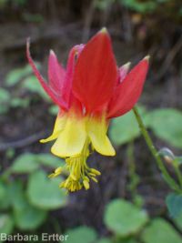western or red columbine (<em>Aquilegia formosa var. formosa</em>)
