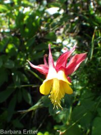 western or red columbine (<em>Aquilegia formosa var. formosa</em>)