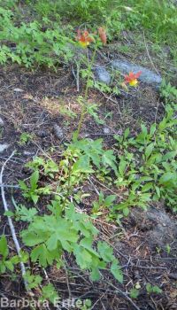 western or red columbine (<em>Aquilegia formosa var. formosa</em>)