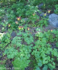 western or red columbine (<em>Aquilegia formosa var. formosa</em>)