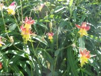 western or red columbine (<em>Aquilegia formosa var. formosa</em>)