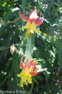 western or red columbine (<em>Aquilegia formosa var. formosa</em>)