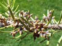 Douglas-fir dwarf mistletoe (<em>Arceuthobium douglasii</em>)