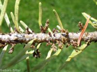 Douglas-fir dwarf mistletoe (<em>Arceuthobium douglasii</em>)