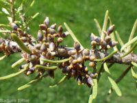Douglas-fir dwarf mistletoe (<em>Arceuthobium douglasii</em>)