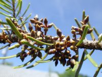 Douglas-fir dwarf mistletoe (<em>Arceuthobium douglasii</em>)