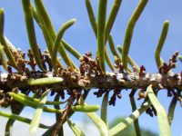 Douglas-fir dwarf mistletoe (<em>Arceuthobium douglasii</em>)