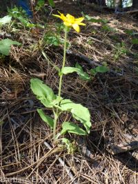 heartleaf arnica (<em>Arnica cordifolia</em>)