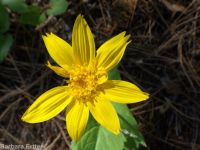 heartleaf arnica (<em>Arnica cordifolia</em>)